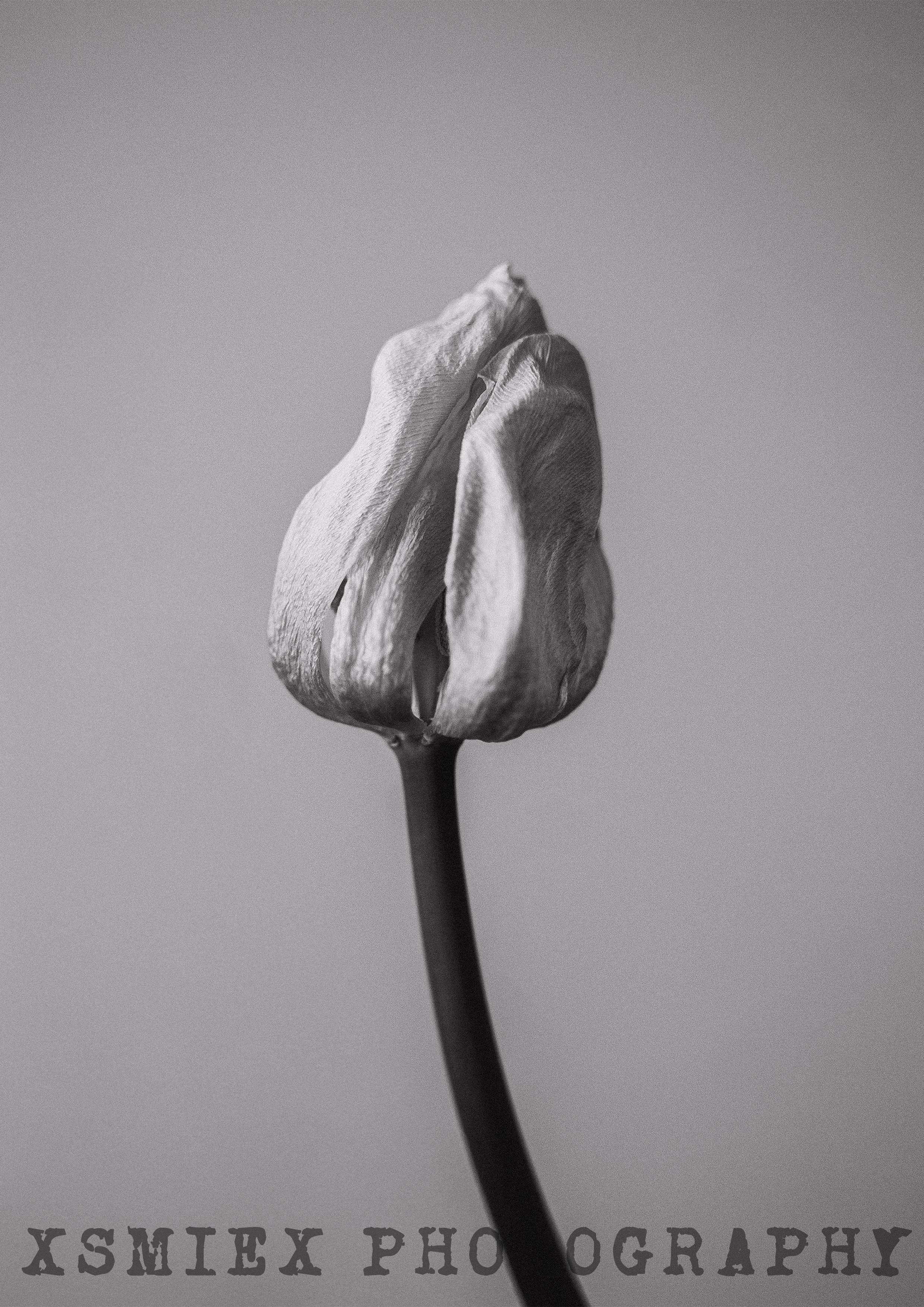 XSmieX | Photography